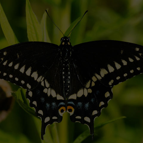 Black Swallowtail