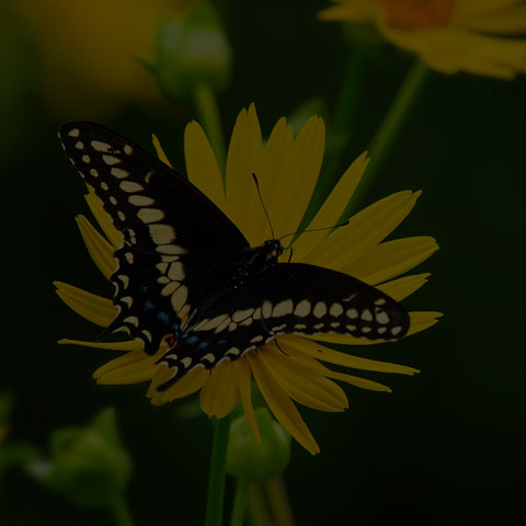 Black Swallowtail