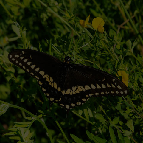 Black Swallowtail