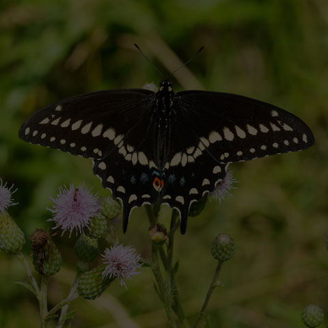 Black Swallowtail