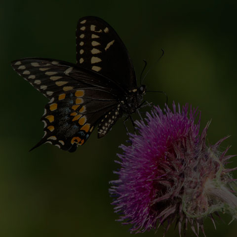 Black Swallowtail