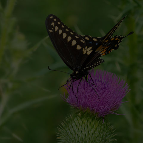 Black Swallowtail