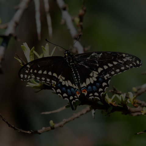 Black Swallowtail