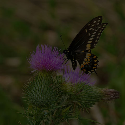 Black Swallowtail