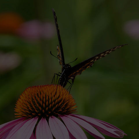 Black Swallowtail
