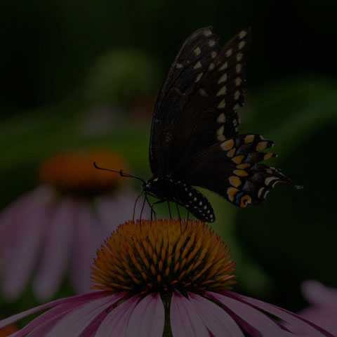 Black Swallowtail