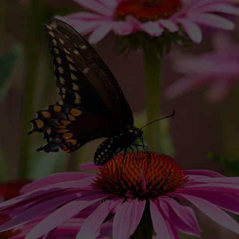 Black Swallowtail