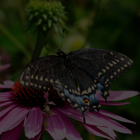 Black Swallowtail