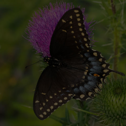 Black Swallowtail
