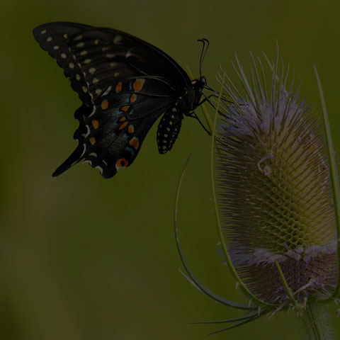 Black Swallowtail