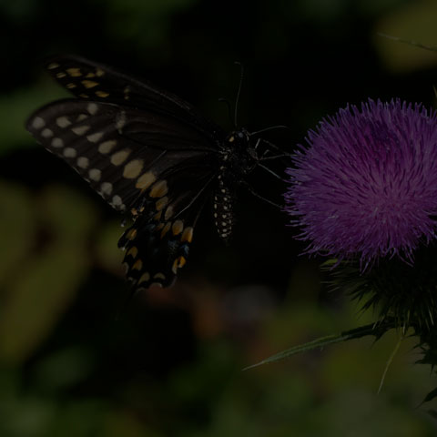 Black Swallowtail