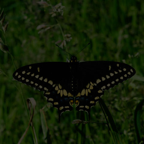 Black Swallowtail