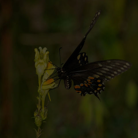 Black Swallowtail