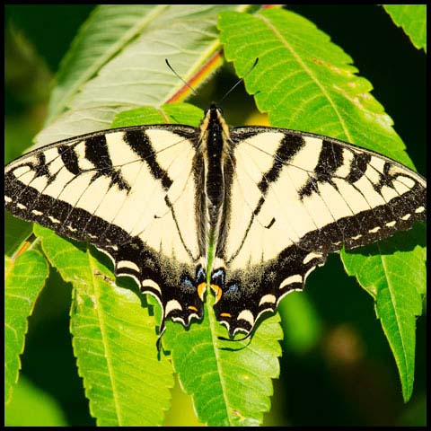 Canadian Tiger Swallowtail