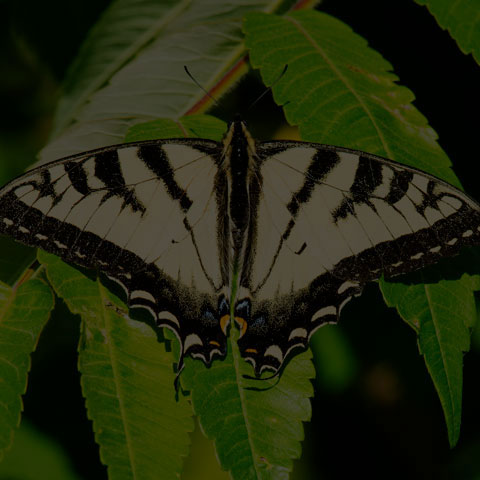 Canadian Tiger Swallowtail