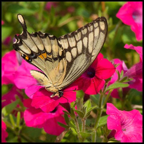 Eastern Giant Swallowtail