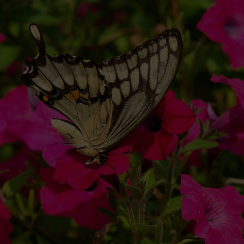 Eastern Giant Swallowtail