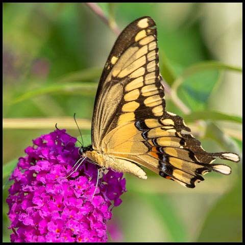 Eastern Giant Swallowtail