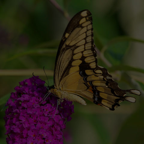 Eastern Giant Swallowtail
