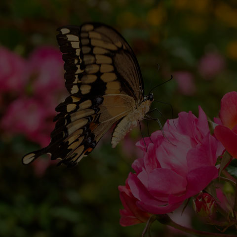 Eastern Giant Swallowtail