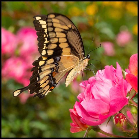 Eastern Giant Swallowtail