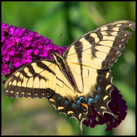 Eastern Tiger Swallowtail