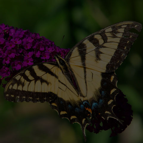 Eastern Tiger Swallowtail