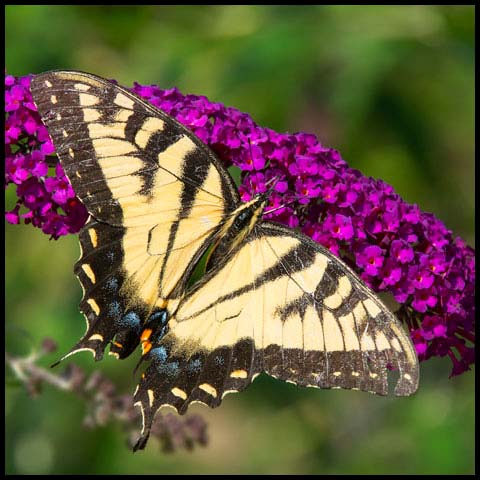 Eastern Tiger Swallowtail