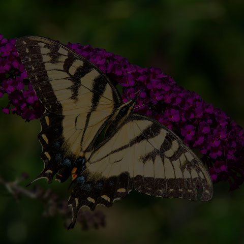 Eastern Tiger Swallowtail