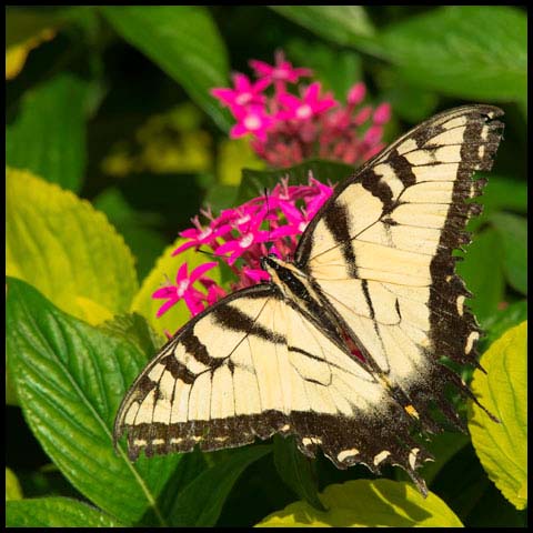 Eastern Tiger Swallowtail