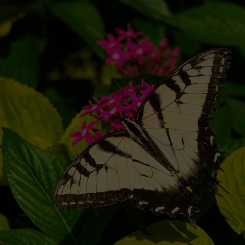 Eastern Tiger Swallowtail