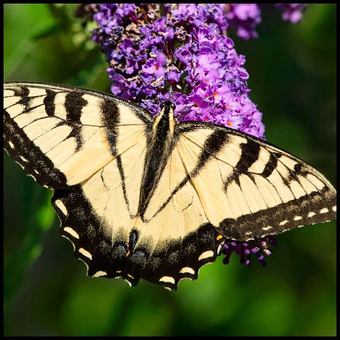 Eastern Tiger Swallowtail