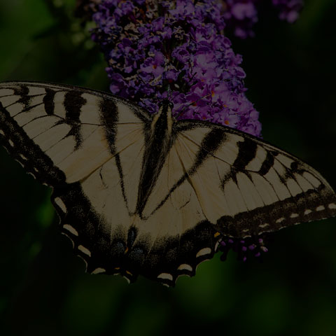 Eastern Tiger Swallowtail