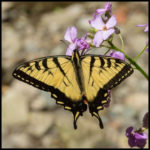 Eastern Tiger Swallowtail