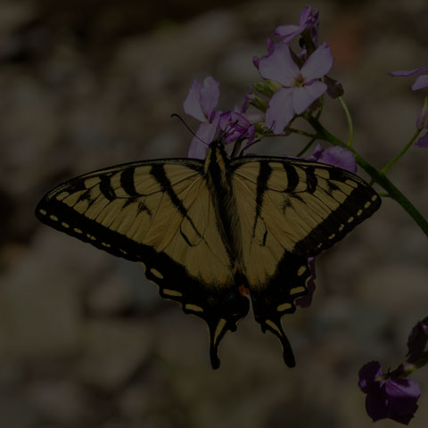 Eastern Tiger Swallowtail