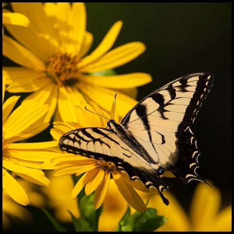 Eastern Tiger Swallowtail