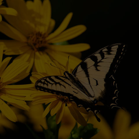 Eastern Tiger Swallowtail