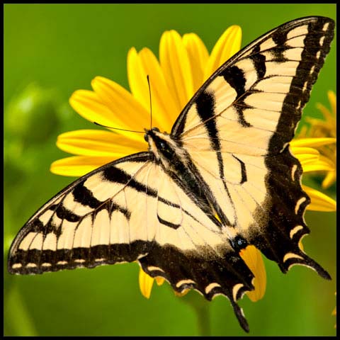 Eastern Tiger Swallowtail