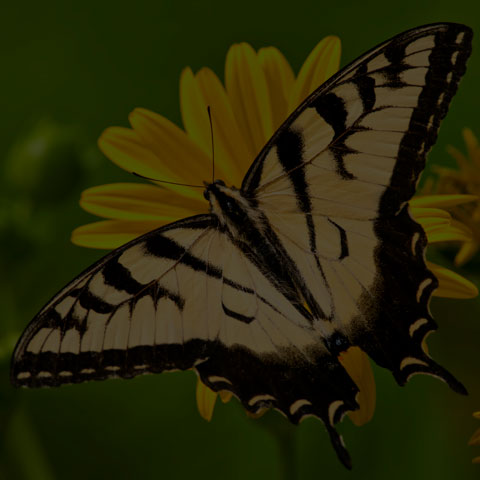 Eastern Tiger Swallowtail