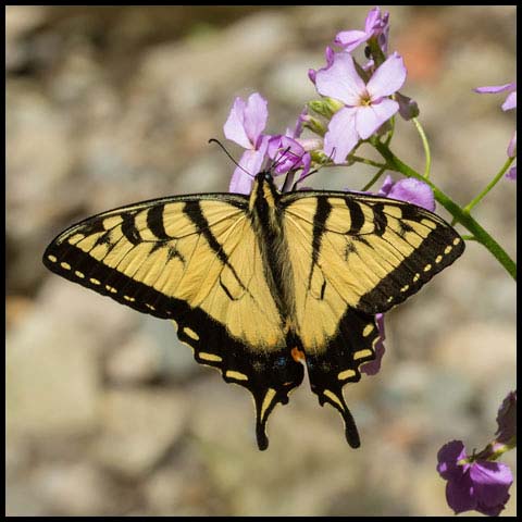 Eastern Tiger Swallowtail