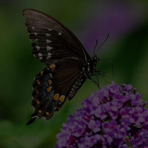 Spicebush Swallowtail Butterfly