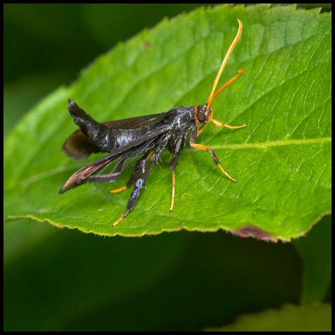 Clematis Clearwing Moth
