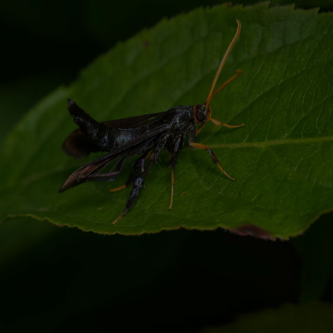 Clematis Clearwing Moth