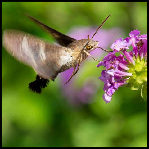Fadus Sphinx