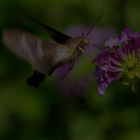 Fadus Sphinx
