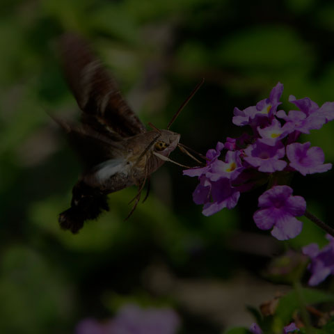 Fadus Sphinx