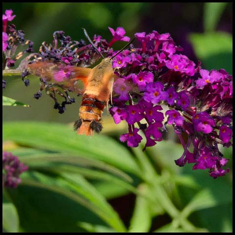 Hummingbird Clearwing