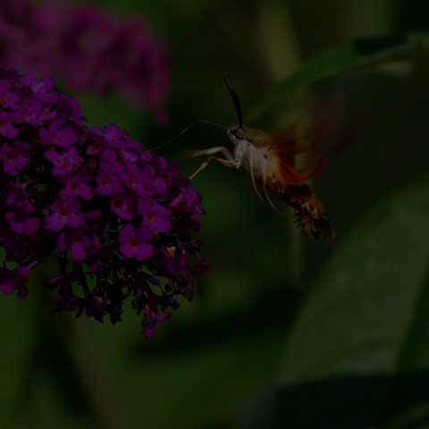 Hummingbird Clearwing