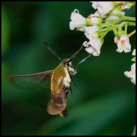 Snowberry Clearwing