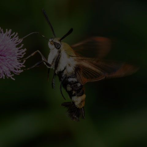 Snowberry Clearwing